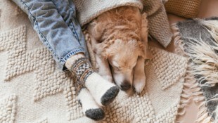 In weniger als zwei Wochen ist Weihnachten. Zwar sind die winterlichen Temperaturen im Land ...