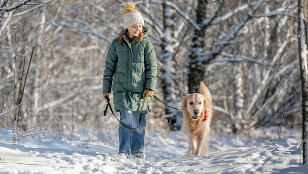 Walks are just as much a part of a dog owner's daily routine in winter as at any other time of year. (Bild: stock.adobe.com - tan4ikk)