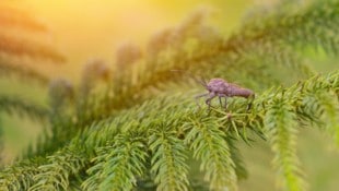 Kaum jemand denkt daran, was alles auf einem Christbaum sitzt - und dann sind es es auch noch bis zu 25.000 Tierchen ... (Bild: samunella - stock.adobe.com)