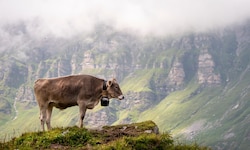 Das Geläut von Kuhglocken spaltet die Meinungen in einem Dorf in der Schweiz.