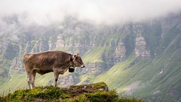 Das Geläut von Kuhglocken spaltet die Meinungen in einem Dorf in der Schweiz. (Bild: stock.adobe.com)