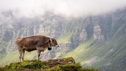 Das Geläut von Kuhglocken spaltet die Meinungen in einem Dorf in der Schweiz.