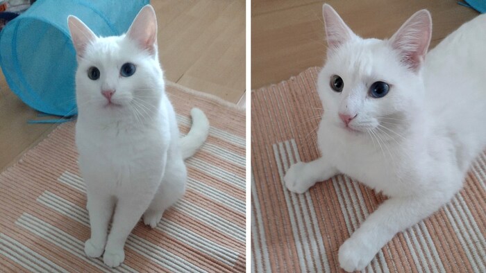 Wem ist dieser hübsche Kater ausgebüxt? 