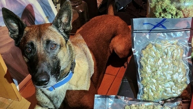 Erfolgreicher Drogeneinsatz für Polizeihund „Cupido“. (Bild: LPD Kärnten)