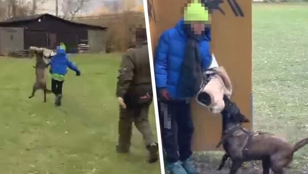 Auf einem niederösterreichischen Hundeplatz entstanden Ende November diese Bilder. Einen minderjährigen „Schutzhelfer“ einzusetzen ist mehr als fragwürdig - und gefährlich! (Bild: Screenshot facebook.com. Krone KREATIV)