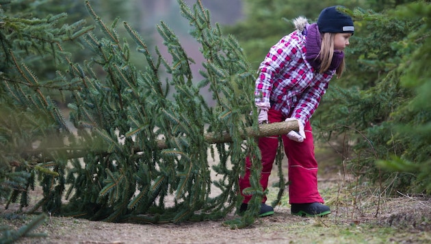 Alle Jahre wieder: Auch in diesem Jahr droht der Traum von weißen Weihnachten zu platzen. (Bild: dpa-Zentralbild/Patrick Pleul)