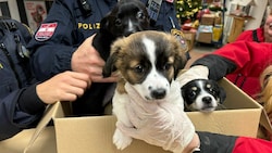 Das Trio wird nun versorgt und sucht sicherlich bald ein neues Zuhause.  (Bild: Tierschutz Austria)