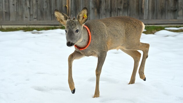 Lange bangte die Ersatzmutter von Moritz um ihren Schützling.