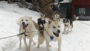 Neun Schlittenhunde sind wieder bei Christoph Kuhn. Um drei weitere kämpft er noch (Bild: Kuhn)