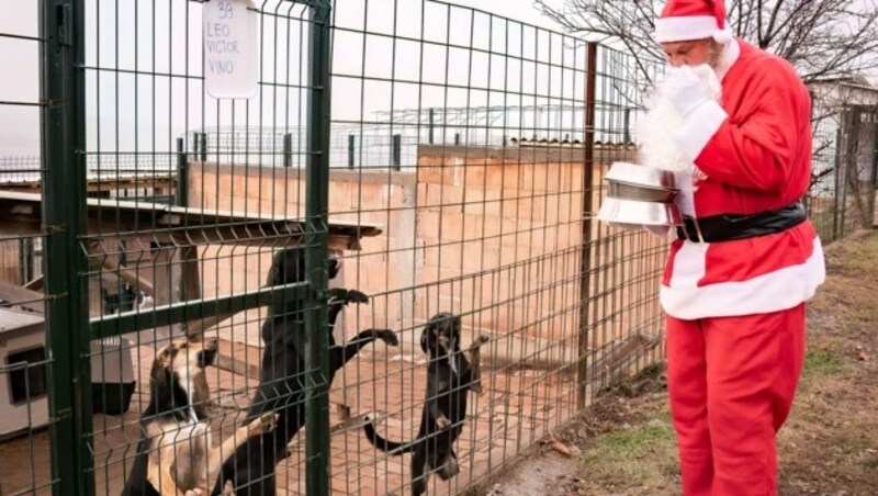 Der „Nikolo“ beschenkte die Hunde. (Bild: Natalie Codrelli)