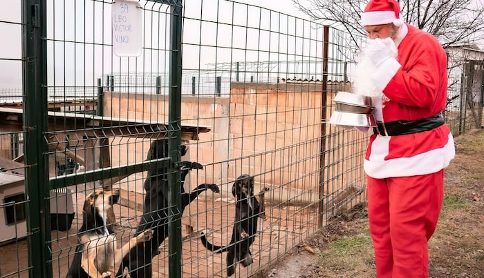 Der „Nikolo“ beschenkte die Hunde.