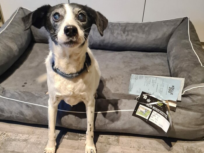 Hundeomi Marie vom Tierschutz Aktiv darf schon ihr Hundebett genießen.