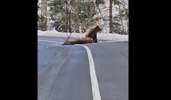 Ein Screenshot des Videos von einem Bären, der in der Slowakei gegen einen Hirschen kämpft