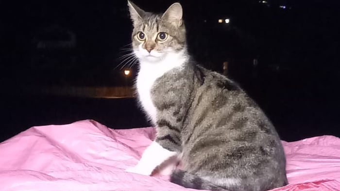 Das hübsche Kätzchen wird gesucht. 