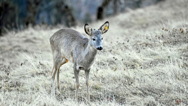 The deer jumped onto the road from the left (symbolic image). (Bild: Gerlinde Schager)