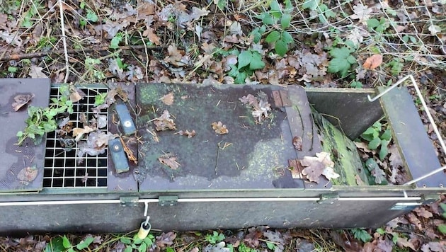Insgesamt sechs Lebendfallen wurden in dem Waldstück bei Niederneukirchen ausgelegt. 