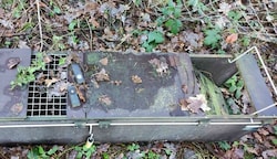Insgesamt sechs Lebendfallen wurden in dem Waldstück bei Niederneukirchen ausgelegt. 