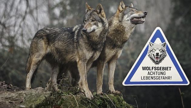FPÖ will „wolfsfreie Zonen“ dort, wo Nutztiere weiden. (Bild: Manfred Binder/Christoph Weisgram Krone KREATIV,)