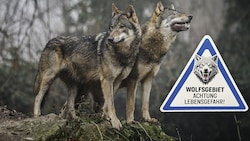 FPÖ will „wolfsfreie Zonen“ dort, wo Nutztiere weiden. (Bild: Manfred Binder/Christoph Weisgram Krone KREATIV,)