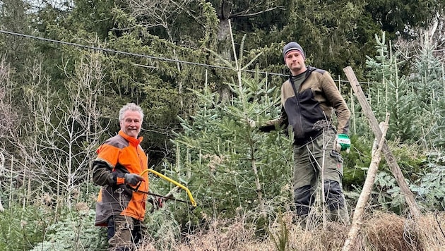 In den Wäldern bei Bad Eisenkappel wachsen die Christbäume von Matej Smrtnik (r.) und seinem Vater Franz-Josef Smrtnik (l.) heran. (Bild: Matej Smrtnik)