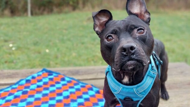 Die geretteten Tiere wurden bei der Pfotenhilfe gut versorgt, können jetzt vergeben werden.  (Bild: Pfotenhilfe)