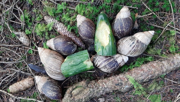 Mitten im Wald wurden die kälteempfindlichen Tiere gefunden. (Bild: Karin Pertl)