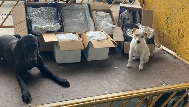 Polizeidiensthund „Pitt von Taffatal“ und der Zolldiensthund „Pero“ konnten am Flughafen Schwechat rund 50 Kilo Cannabiskraut erschnüffeln. (Bild: LPD NÖ)