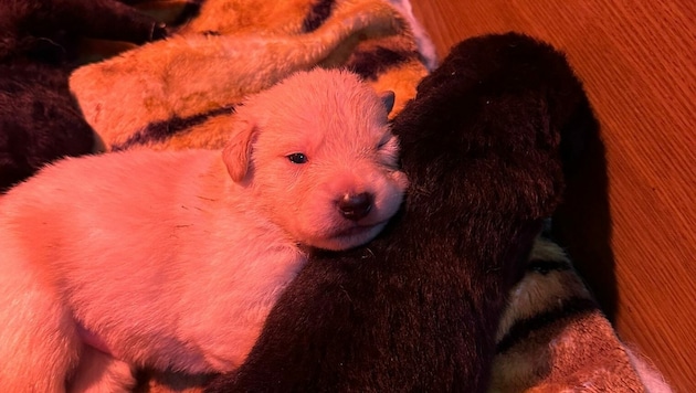 Zehn kleine Fellnasen und deren Mutter wurden alleine am Wienerberg gefunden  (Bild: Tierschutz Austria )