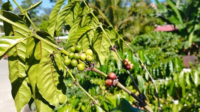 Denis‘ Dünger beschleunigt das Wachstum der Kaffeebäume