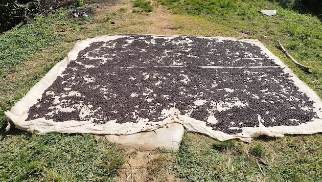 Coffee harvest in Guatemala (Bild: Robert Fröwein)