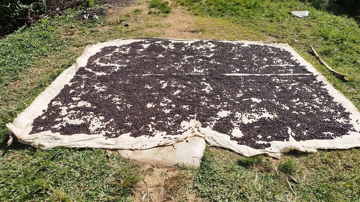 Die Kaffeeernte ist eingefahren