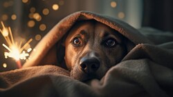 Für Tiere ist der Jahreswechsel mit Stress und Angst verbunden - das muss nicht sein. (Bild: Firn - stock.adobe.com)