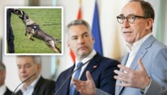 Die Österreicher wollen keine Hunde, die mit angedrohten Stockschlägen auf Biss trainiert werden. Doch die diesbezügliche Verordnung von Minister Rauch (re.) wartet seit Wochen auf die Zustimmung des Koalitionspartners.  (Bild: encierro - stock.adobe.com APA Tobias Steinmaurer Krone KREATIV,)