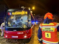 Ein umfallender Baum zertrümmerte den Obus.