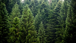 In der Vergangenheit wurden die Anstrengungen verstärkt, auch kleine Wälder wieder zu bewirtschaften. (Bild: Petro Teslenko - stock.adobe.com)