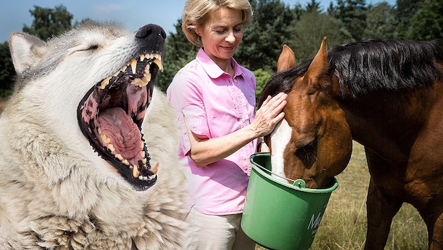 EU-Kommissionspräsidentin Ursula von der Leyen ist begeisterte Pferde- und Ponyhalterin. Ausgerechnet bei ihr schlug ein „Problemwolf“ zu und riss ihr Lieblingspony „Dolly“. (Bild: APA/Picturedesk, Krone KREATIV)