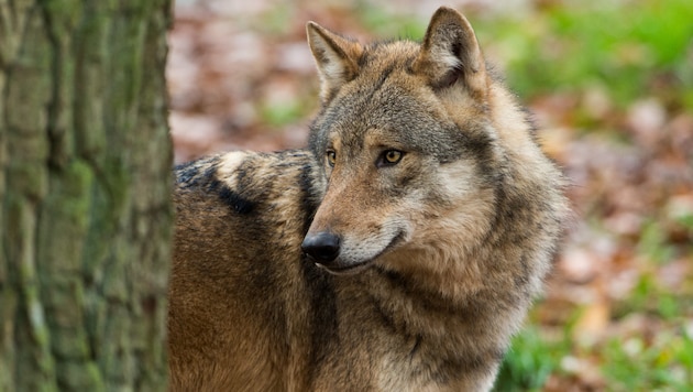 Wolf or problem wolf? (Bild: Jiri Bohdal)