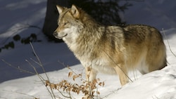 Schon gewusst? Der Wolf gilt als richtiger „Gesundheitspolizist“. (Bild: Jiri Bohdal)