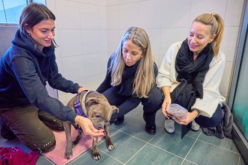 „Das Wohl der Tiere und zwar aller Tiere, geht jeden etwas an“, waren sich die beiden Damen beim Besuch im Gehege einer kleinen Pitbull-Hündin einig. (Bild: Starpix / A. Tuma)