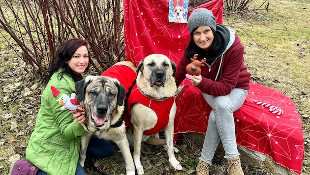 Die Betreuerinnen Brigitte und Katrin mit den zwei Hunden (Bild: Tierheim Krems)