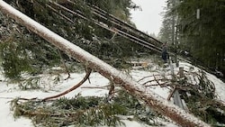 Aufgrund der starken Sturmböen stürzten am Freitag im Bezirk Reutte mehrere Bäume auf Straßen und versperrten diese. Hier im Bild: die L266 Bschlaber Straße (Bild: Straßenmeisterei Stanzach)