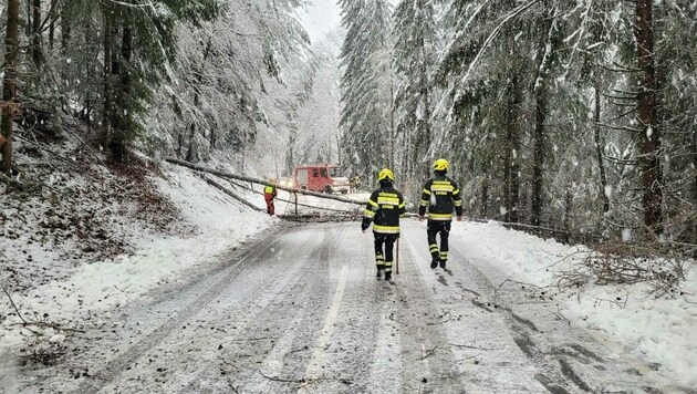Im Bezirk Neunkirchen knickte die Schneelast Bäume (Bild: EINSATZDOKU)