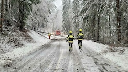 Im Bezirk Neunkirchen knickte die Schneelast Bäume (Bild: EINSATZDOKU)