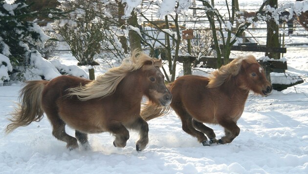 Auch die Ponys genießen die Winterzeit im Tierpark Walding (Bild: Tiergarten Walding)