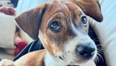 „Yeni“ war seit Samstagmittag abgängig gewesen - am 24. Dezember wurde der Hund aus einer ...