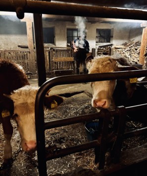 Auch die Tiere feiern mit bei der Familie Steiner in Metnitz. (Bild: zVg)