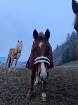 Tierischer Christtag bei Daniela Morri und ihren Pferden (Bild: Daniela Morri)