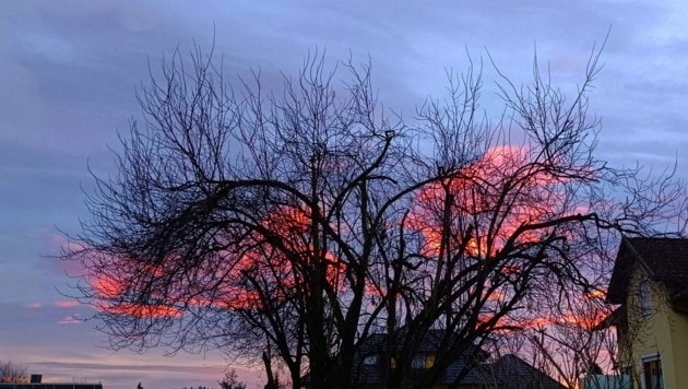 „Der brennende Baum von Treibach Althofen“ (Bild: Kurt Nöhmer)