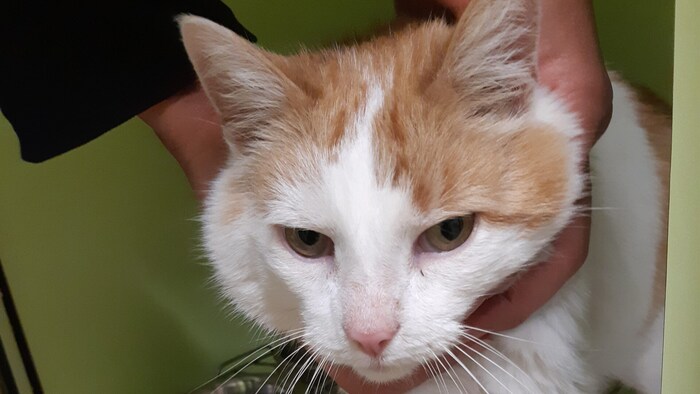 Trauriger Kuscheltiger vermisst seine Familie.