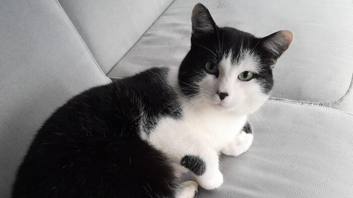 Fundkater aus Walchsee.